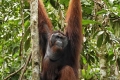 Semenggoh, Borneo